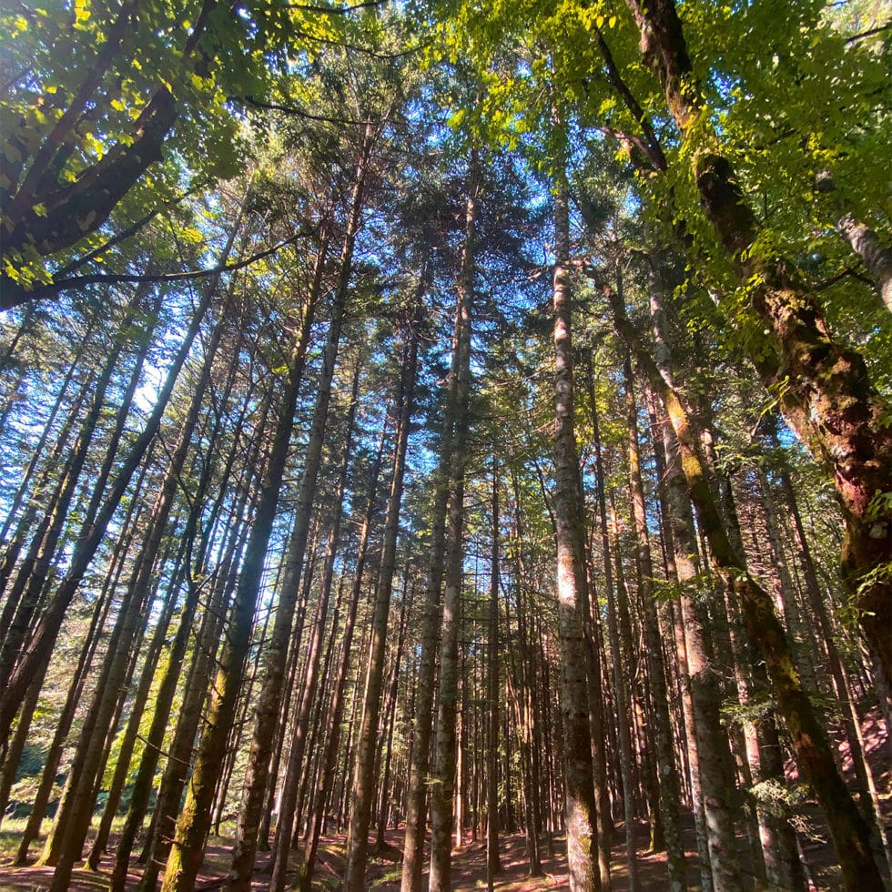 Comune di Gioia dei Marsi Associazione Città della Patata