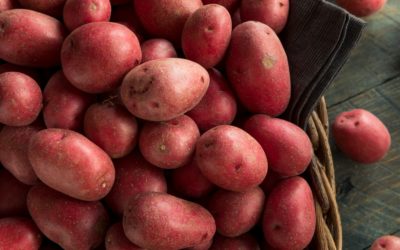 Sagra della patata rossa di Colfiorito