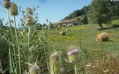 Festa regionale del canto a braccio